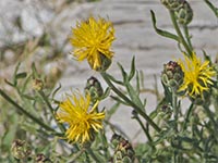 Centaurea rupestris